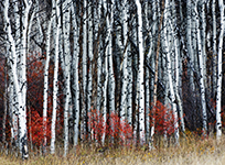 Yellowstone Country - Idaho, Wyoming and Montana - Fine Art Book