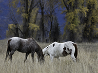 Yellowstone Country - Idaho, Wyoming and Montana - Fine Art Book