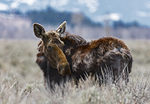 Yellowstone Country - Idaho, Wyoming and Montana - Fine Art Book