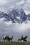 Yellowstone Country - Idaho, Wyoming and Montana - Fine Art Book