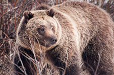Yellowstone Country - Idaho, Wyoming and Montana - Fine Art Book
