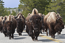 Yellowstone Country - Idaho, Wyoming and Montana - Fine Art Book