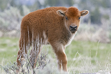 Yellowstone Country - Idaho, Wyoming and Montana - Fine Art Book