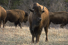 Black Hills Of South Dakota Photography Workshop