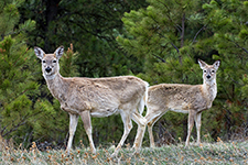 Black Hills Of South Dakota Photography Workshop