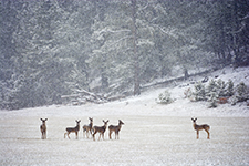 Black Hills Of South Dakota Photography Workshop