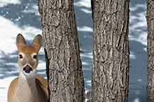 Black Hills Of South Dakota Photography Workshop