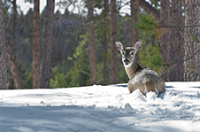 Black Hills Of South Dakota Photography Workshop