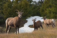 Black Hills Of South Dakota Photography Workshop