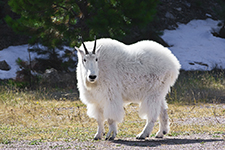 Black Hills Of South Dakota Photography Workshop