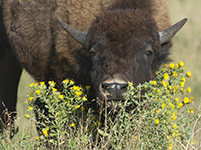 Black Hills Of South Dakota Photography Workshop