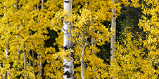 Colorado Fall Colors Photography Workshop