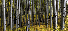 Colorado Fall Colors Photography Workshop
