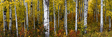 Colorado Fall Colors Photography Workshop