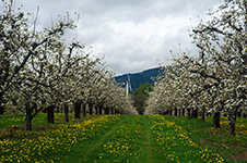 Columbia Gorge Photography Workshop