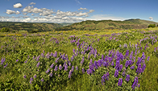 Columbia Gorge Photography Workshop