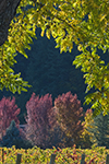Napa Valley Photography Workshop