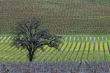 Napa Valley Photography Workshop