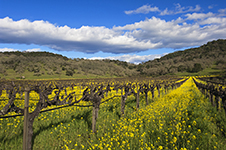 Napa Valley Photography Workshop - 4 Days