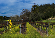 Napa Valley Photography Workshop