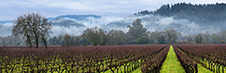Napa Valley Photography Workshop