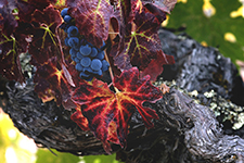 Napa Valley Photography Workshop