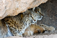 Saguaro National Park Photography Workshop