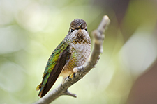 Saguaro National Park Photography Workshop