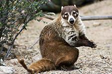 Saguaro National Park Photography Workshop