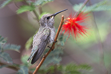 Saguaro National Park Photography Workshop