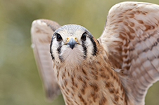 Saguaro National Park Photography Workshop