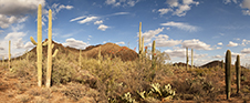 Saguaro National Park Photography Workshop