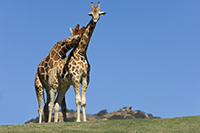 San Diego Wild Animal Park Photography Workshop