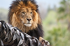 San Diego Wild Animal Park Photography Workshop - 2 Days