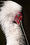 San Diego Wild Animal Park Photography Workshop