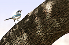 Sequoia National Park Photography Workshop