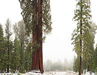 Sequoia National Park Photography Workshop