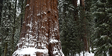 Sequoia National Park Photography Workshop