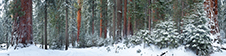 Sequoia National Park Photography Workshop