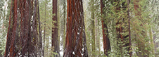 Sequoia National Park Photography Workshop
