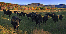 Shenandoah National Park Photography Workshop