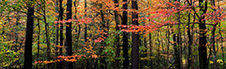 Shenandoah National Park Photography Workshop