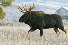 Yellowstone And Grand Tetons Photography Workshop