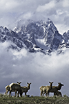 Yellowstone And Grand Tetons Photography Workshop