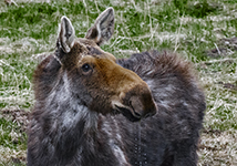 Yellowstone And Grand Tetons Photography Workshop