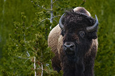 Yellowstone And Grand Tetons Photography Workshop