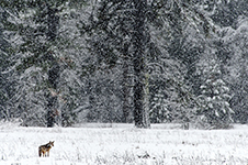 Yosemite Valley Winter Trip Photography Workshop