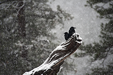 Yosemite Valley Winter Trip Photography Workshop