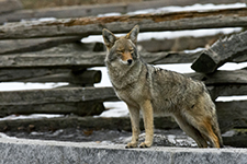 Yosemite Valley Winter Trip Photography Workshop