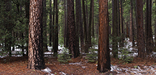 Yosemite Valley Winter Trip Photography Workshop